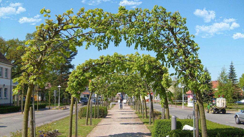 Ferienhaus Seepferdchen Baabe Exteriör bild